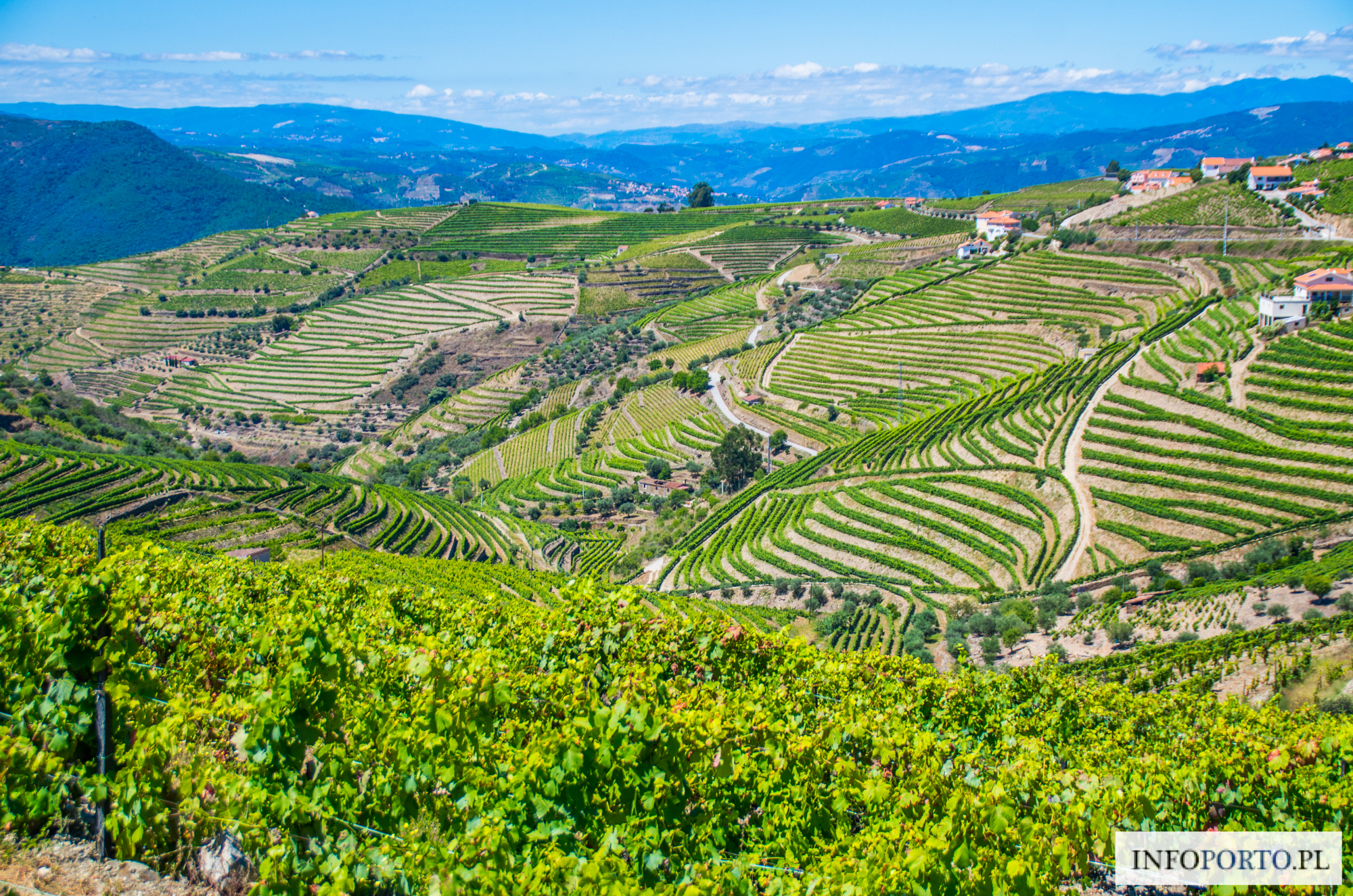 Polecane winnice w Dolinie Douro w Portugalii Portugalia quintas najlepsze winnice i producenci win zwiedzanie winic opis przewodnik zestawienie lista którą winnice wybrać TOP THE BEST Winnic Douro